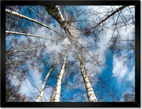 Poszterek keretben 40x30 Nyírfa