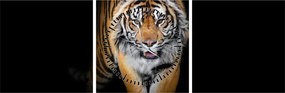 Kép - Tigris (órával) (90x30 cm)