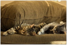 Poszterek 120x80 Cica Cicák