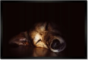 Poszterek keretben 60x40 Kutya fekszik a padlón