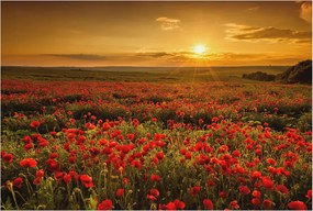 Dekoratív Fotótapéta Hálószobába Pipacs mező 104x70 Ragasztó