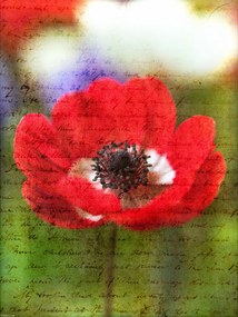 Poszter 30x40cm Színes anemon virágok a kertben, Assaf Frank