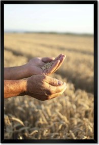 Poszterek keretben 40x60 Gazda kezei búzával