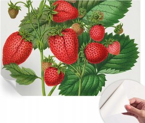 Öntapadós Dekoratív Fotótapéta Hálószobába Nyári gyümölcsök 152x104 cm