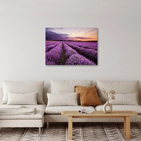 Kép - Levendulamező naplementében (70x50 cm)