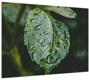 Kép - cseppek a levelen (70x50 cm)