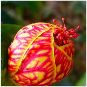 Poszterek 100x100 Nőnap Ajándék Love