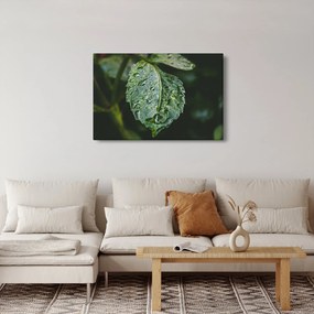 Kép - cseppek a levelen (90x60 cm)