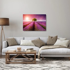 Levendula mező képe (üvegen) (70x50 cm)