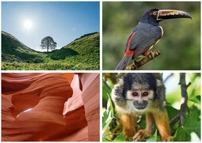 Naptár, fali, DAYLINER, Természet varázsa (NFATVB4U)