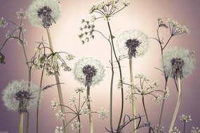 Poszter 45x30cm Réti virágok 3, Assaf Frank