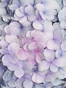 Fotótapéta Hortenzia Pasztell vinil elegancia 184x254 +ragasztó