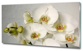 Egyedi üvegkép Fehér orchidea osh-67521473