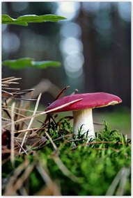 Poszterek 80x120 Gomba Vörös légykapó