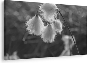 Kép - Cottongrass (90x60 cm)
