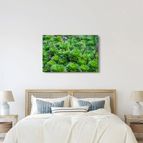 A pozsgás növények képe (90x60 cm)