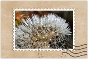 Poszterek 60x40 Pitypang Virág Virágok