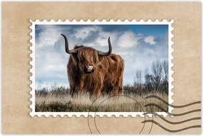 Poszterek 120x80 Skót felföldi tehén Szarv