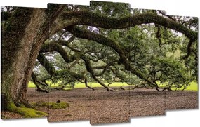 Vászonkép 100x60 Szétterülő tölgy