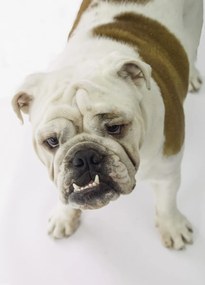 Poszter 39,5x55cm Brit bulldog, fehér alapon, Assaf Frank
