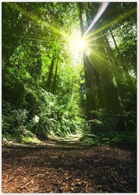 Poszterek A0 Pion Varázslatos erdő Tájkép