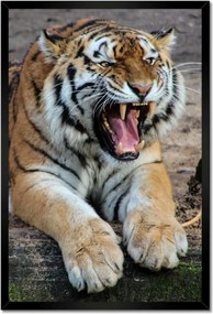 Poszterek keretben 40x60 Tigris