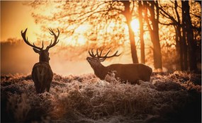 Fali fotótapéta előszoba konyhába Szarvasok a reggelben 416x254 Ragasztó