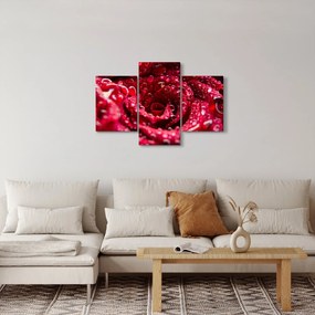 Vörös rózsa virágzata képe (90x60 cm)