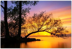 Poszterek 200x135 Fák Naplemente