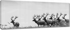 Vászonkép 100x40 Szarvascsorda