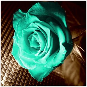 Poszterek 100x100 Türkiz rózsa szépia