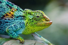 Fotográfia Rwenzori three-horned chameleon, Jonne Seijdel