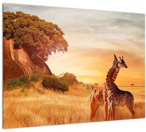 Kép - Zsiráfok Afrikában (üvegen) (70x50 cm)