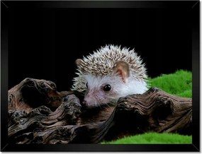 Poszterek keretben 40x30 Sündisznó a zöld mohán