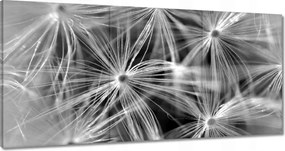 Vászonkép 120x60 Pitypang Virág Virágok