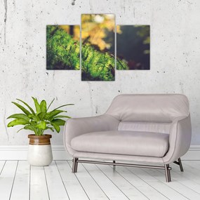A moha képe gombával (90x60 cm)