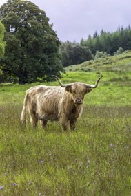 Poszter 61x91,5cm Hegyi tehén 2, Assaf Frank