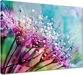 Vászonkép 50x40 Harmatcseppek Pitypang