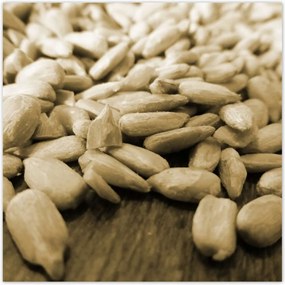 Poszterek 100x100 Hántolt napraforgó