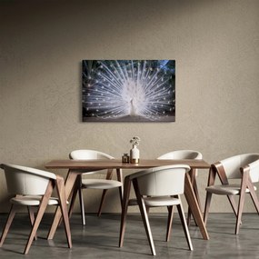 Kép - Fehér páva (90x60 cm)