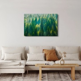 Kép - fenyőerdő (90x60 cm)