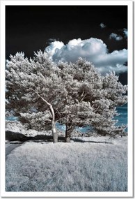 Poszterek keretben 40x60 Fa