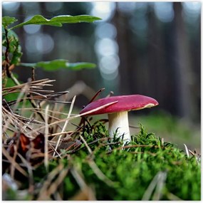 Poszterek 100x100 Gomba Vörös légykapó