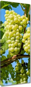 Vászonkép 40x100 Zöld szőlő