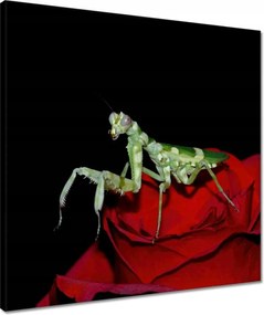 Vászonkép 50x50 Sáska piros virág