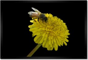 Poszterek keretben 60x40 Méh a pitypangon