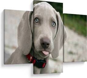 Kép - weimaraner kölyökkutya (90x60 cm)
