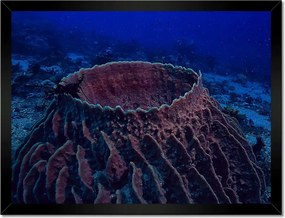 Poszterek keretben 40x30 Víz alatti tengeri élet