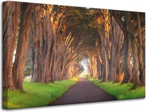 Vászonkép Út a fák között Natura 80x50 cm Ideális ajándék