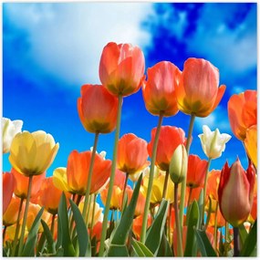 Poszterek 140x140 Színes tulipánok Virágok
